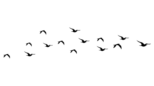 birds1