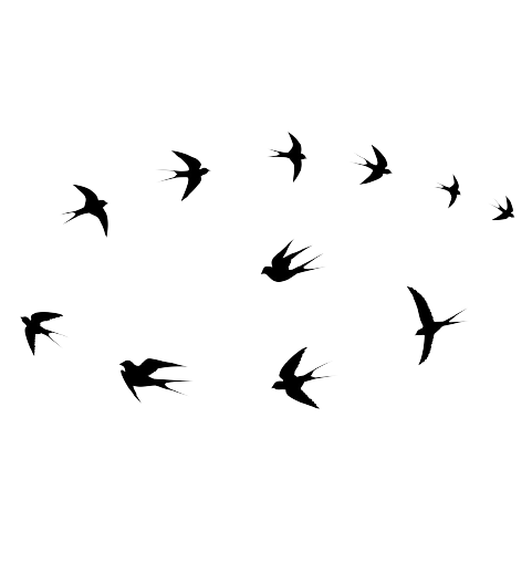 birds2